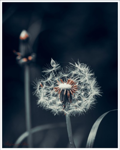 Taraxacum officinale