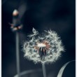 Taraxacum officinale