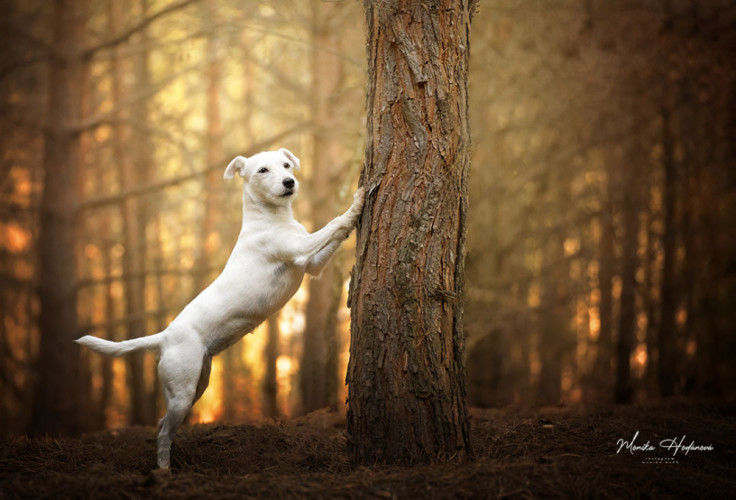 Jack Russel portrait