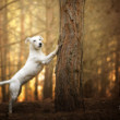 Jack Russel portrait