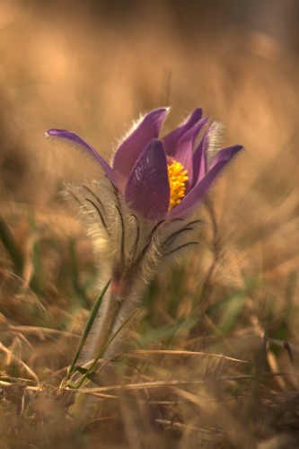 Pulsatilla Slavica