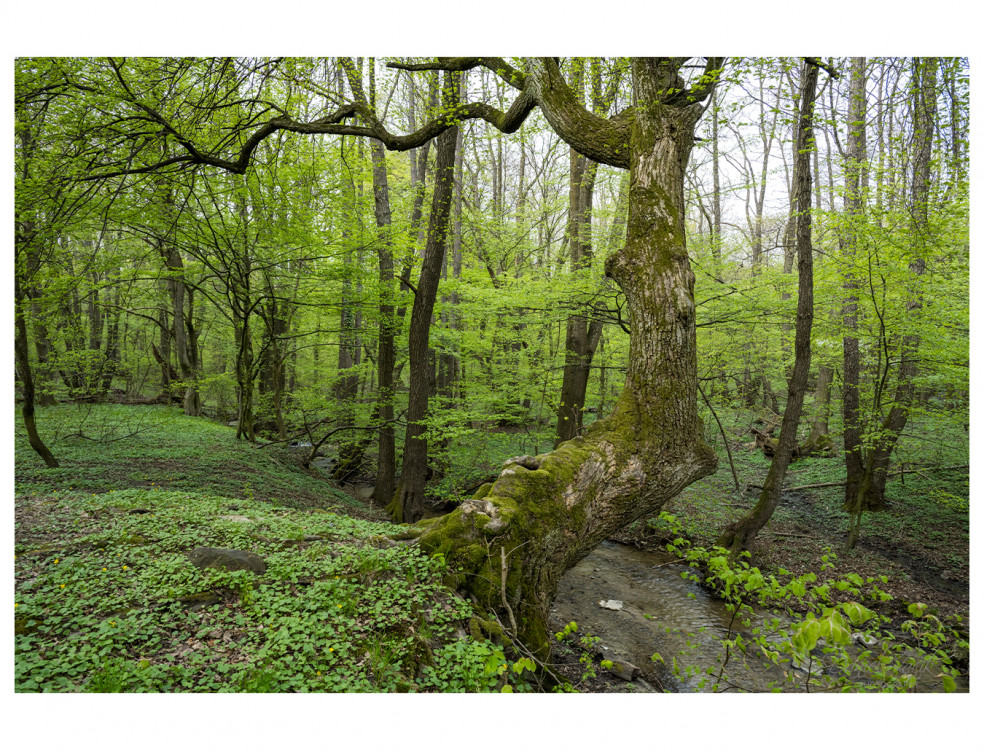 Kučišdorfská dolina, Pezinok