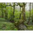 Kučišdorfská dolina, Pezinok
