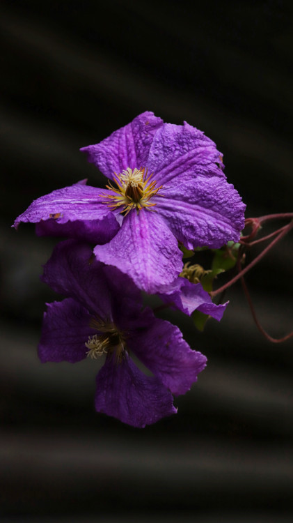 Clematis