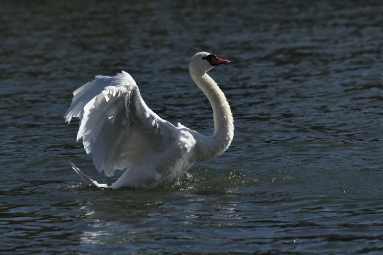 Cygnus olor