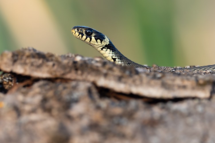 Užovka obojková, The grass snake (Natrix natrix)