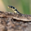 Užovka obojková, The grass snake (Natrix natrix)