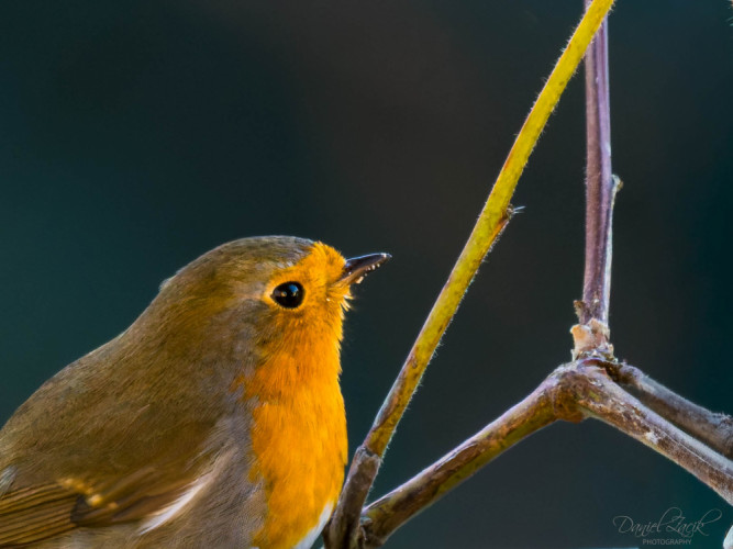 Červienka Obyčajná