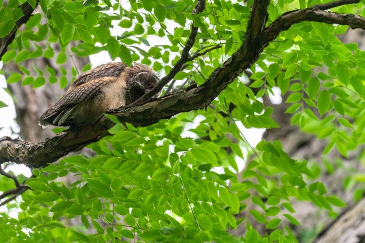 myšiarka ušatá, The long-eared owl (Asio otus)