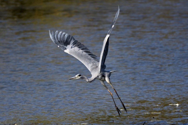 Ardea cinerea