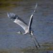 Ardea cinerea