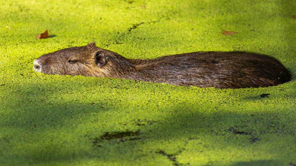 Nutria riečna (Myocastor coypus)