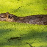 Nutria riečna (Myocastor coypus)