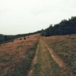 Into the wild