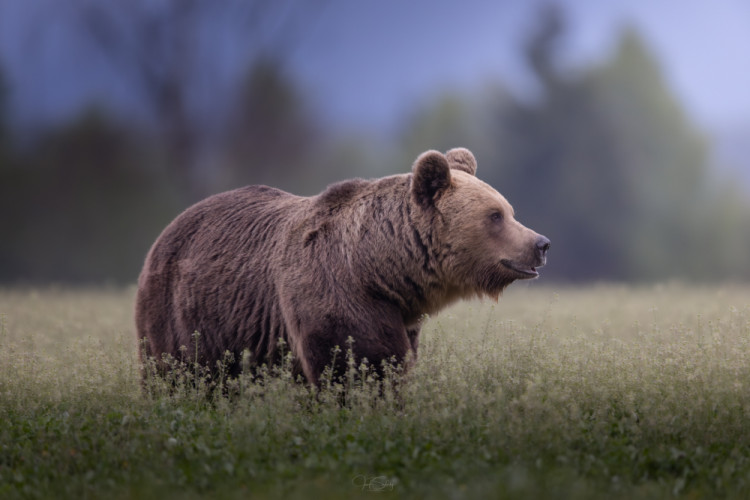 * Blízke stretnutie *