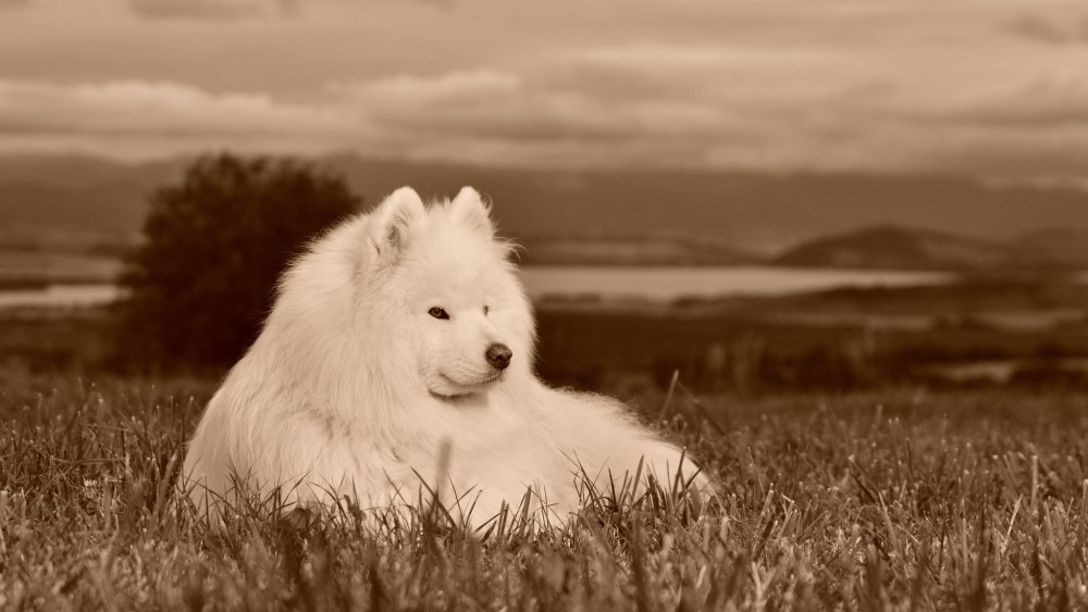 Retro samojed II