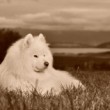 Retro samojed II