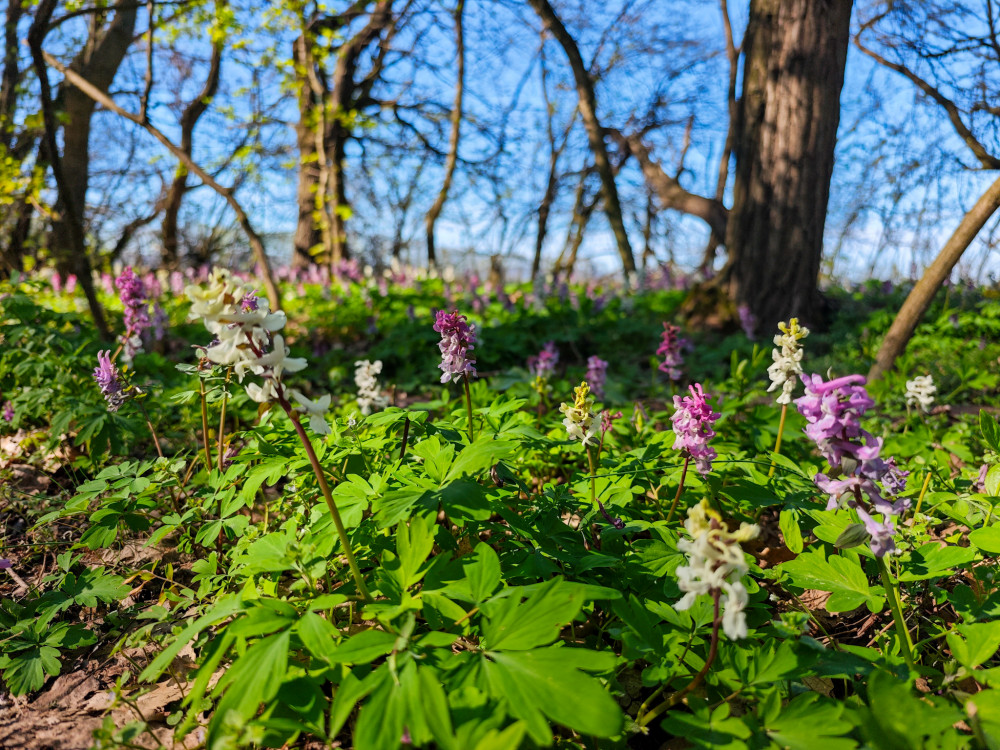 Jar pri Šenkviciach