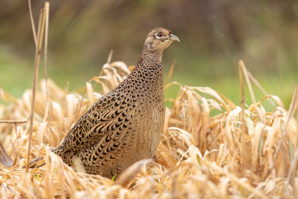 bažant poľovný (Phasianus colchicus)