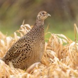 bažant poľovný (Phasianus colchicus)