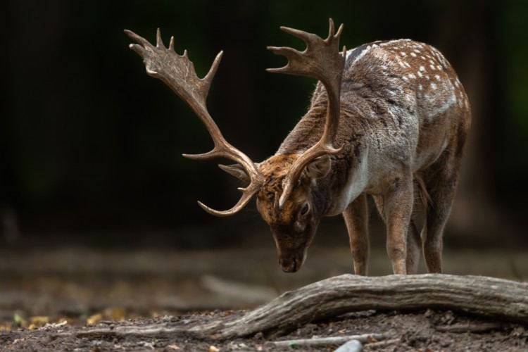 Daniel škvrnitý, The fallow deer (Dama dama)