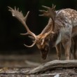 Daniel škvrnitý, The fallow deer (Dama dama)