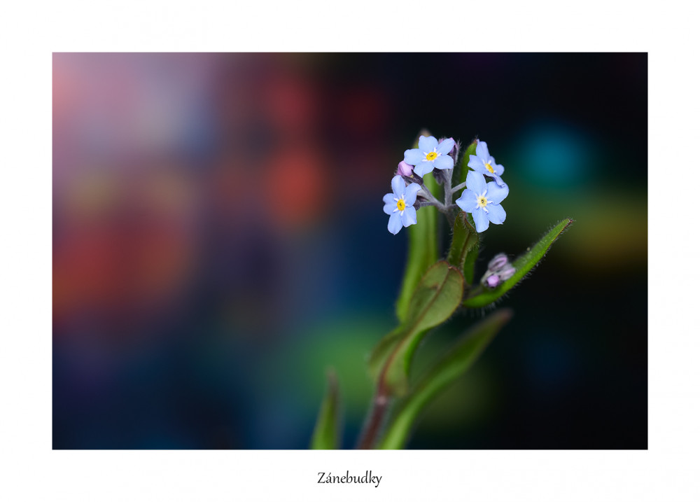 Zánebudky