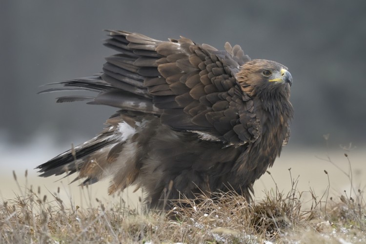 Aquila chrysaetos