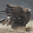 Aquila chrysaetos