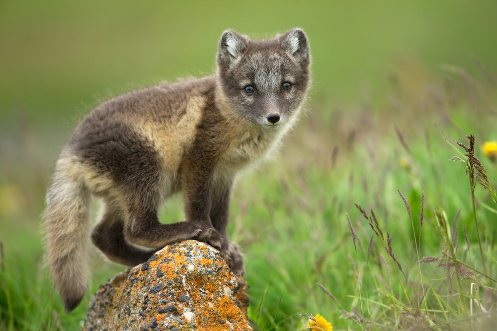 Vulpes lagopus (líška polárna)