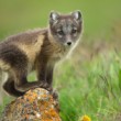 Vulpes lagopus (líška polárna)