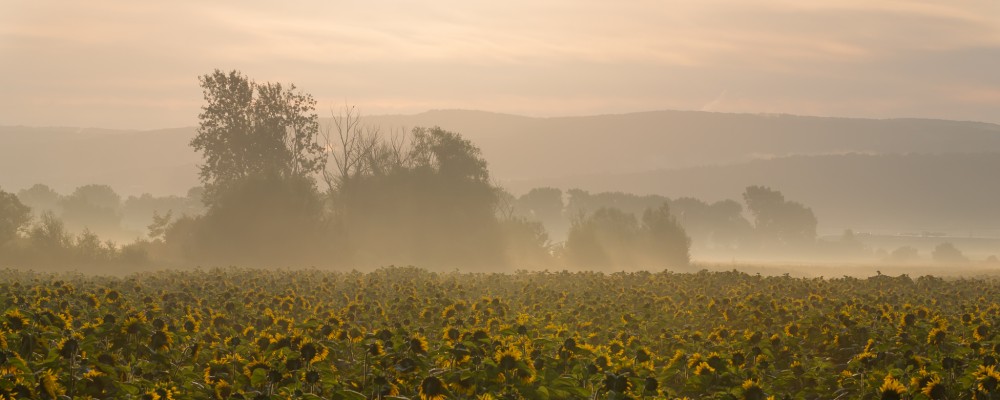 sunflower sunrise