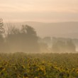 sunflower sunrise