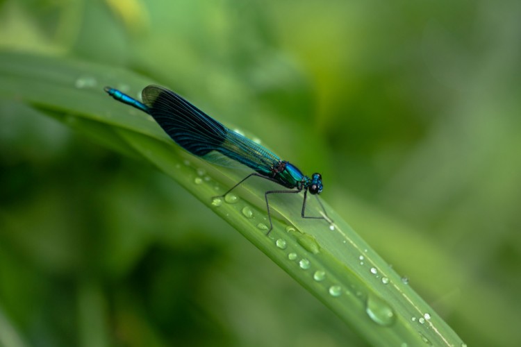 Calopteryx splendens (Hadovka lesklá)