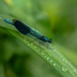 Calopteryx splendens (Hadovka lesklá)