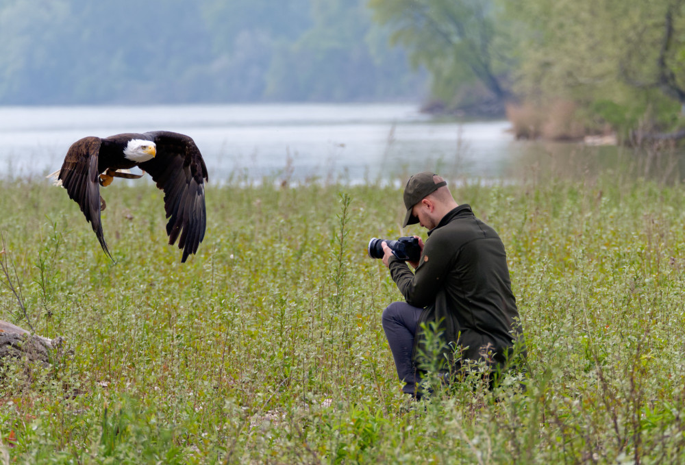 Orliak bielohlavý