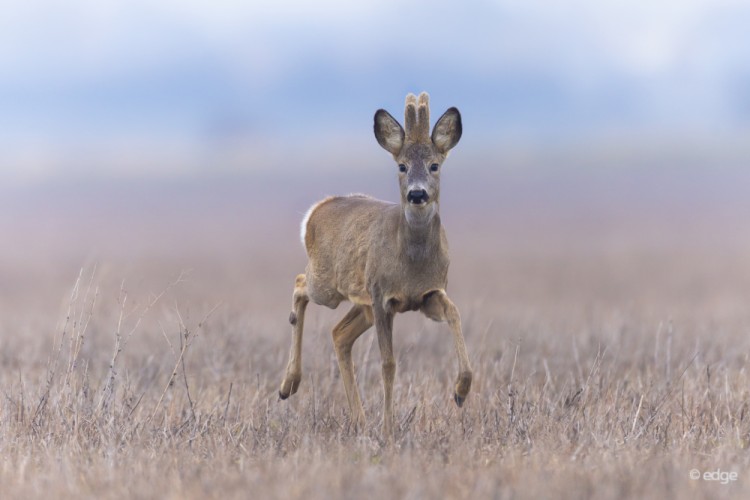 Srnec lesný (Capreolus capreolus)