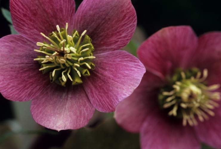 Čemerica (Helleborus niger)