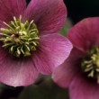 Čemerica (Helleborus niger)