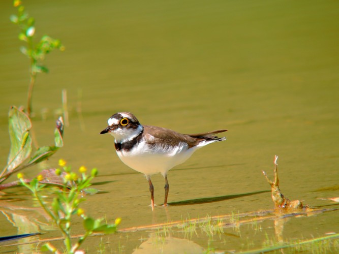 Kulík riečný. CHaradrius dubius