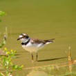Kulík riečný. CHaradrius dubius
