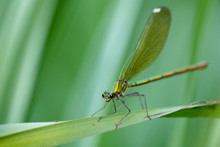 Calopteryx splendens (Hadovka lesklá) - samička