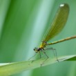 Calopteryx splendens (Hadovka lesklá) - samička