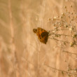 Babôčka