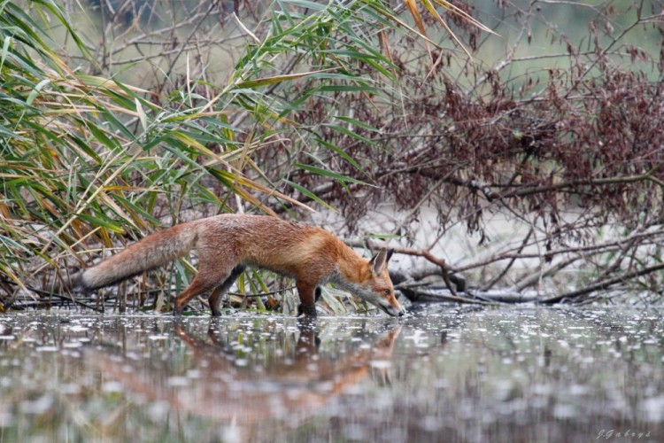 liška obecná  ...   Vulpes vulpes