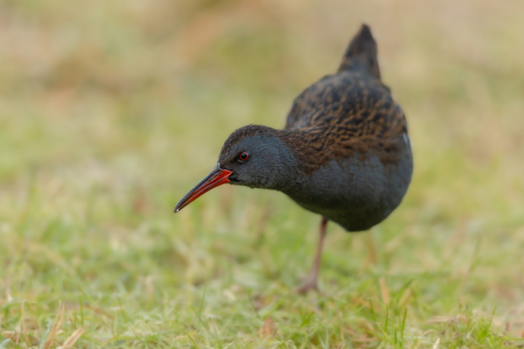 chriašteľ vodný, The water rail (Rallus aquaticus)