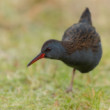 chriašteľ vodný, The water rail (Rallus aquaticus)