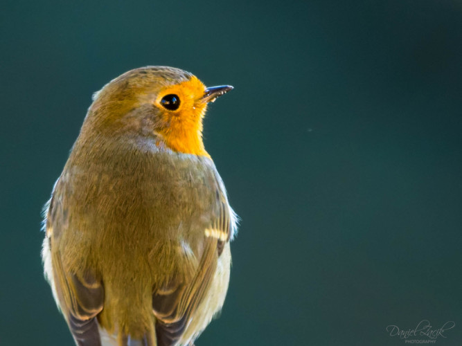 Červienka Obyčajná