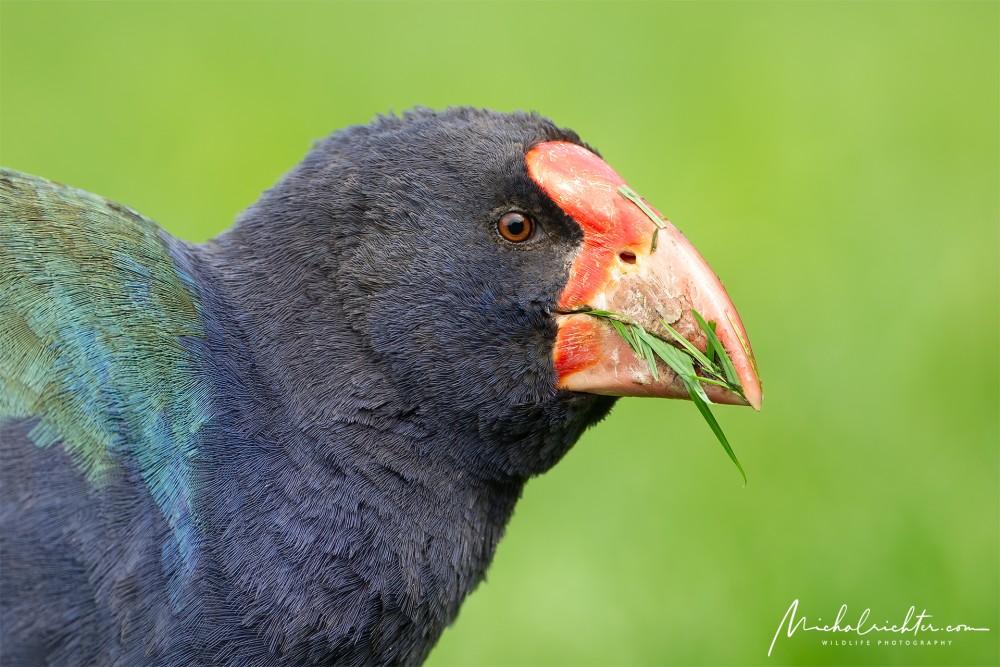 Porphyrio hochstetteri (takahē)