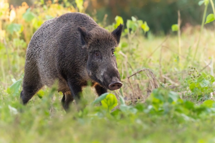 Diviak lesný, The wild boar (Sus scrofa)